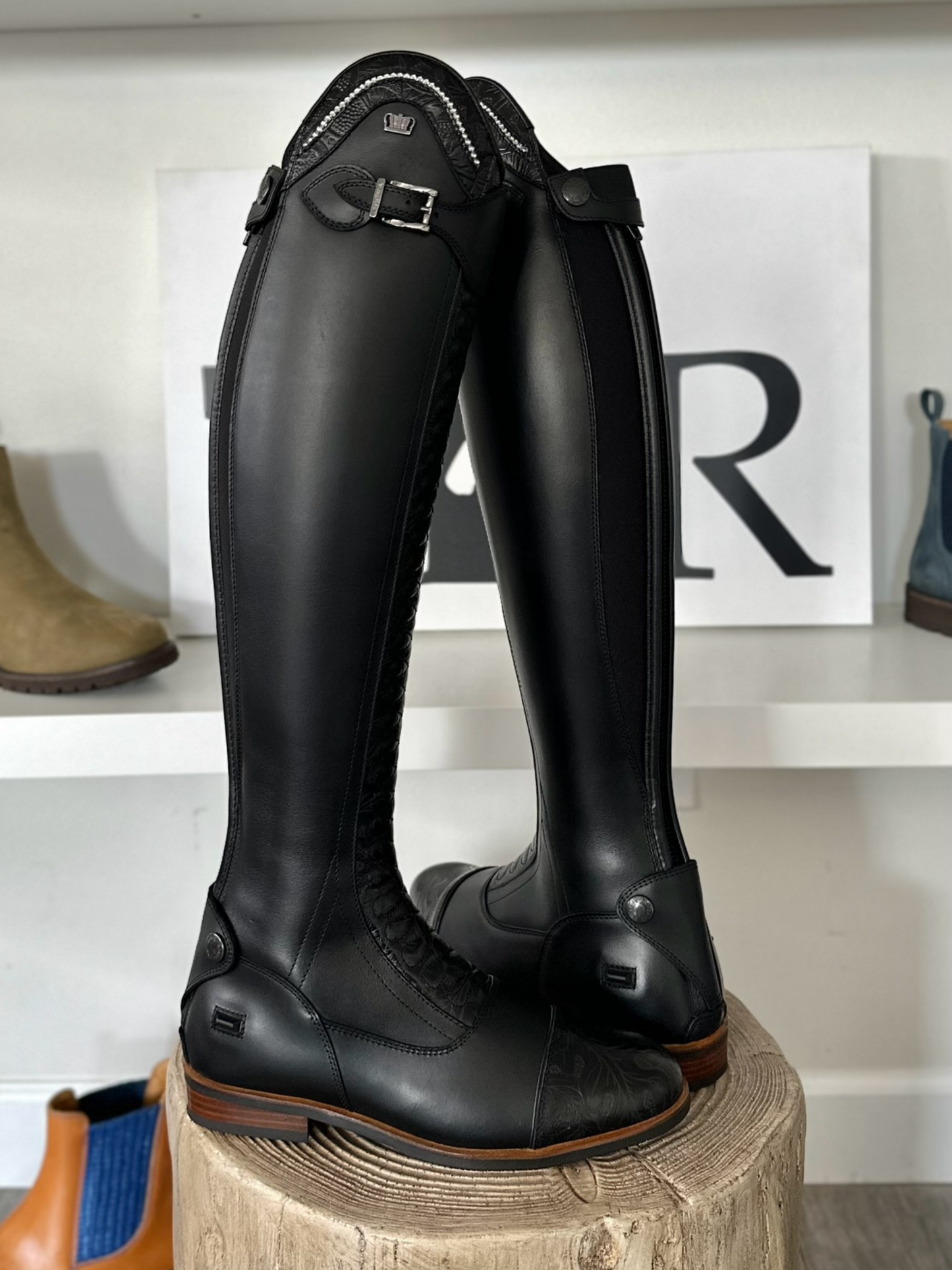 TDR's Carly (Kingsley Infinity)
