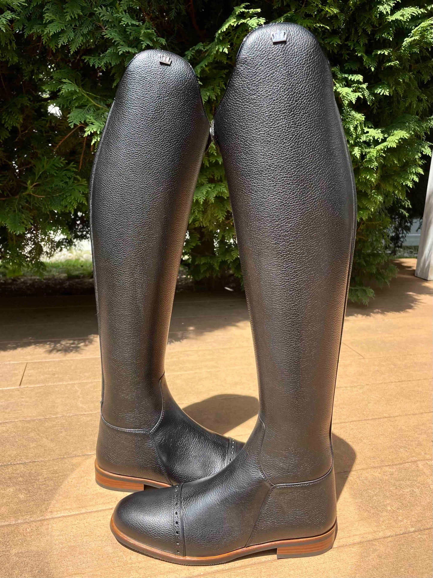 TDR's Ashley 4.0 (Kingsley Capri 02)