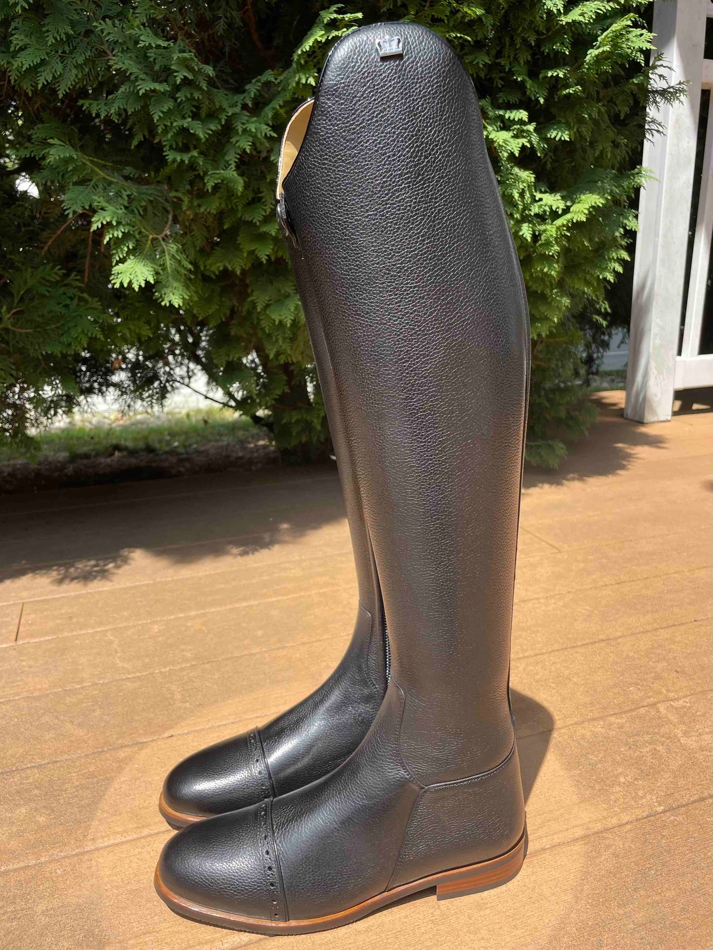 TDR's Ashley 4.0 (Kingsley Capri 02)