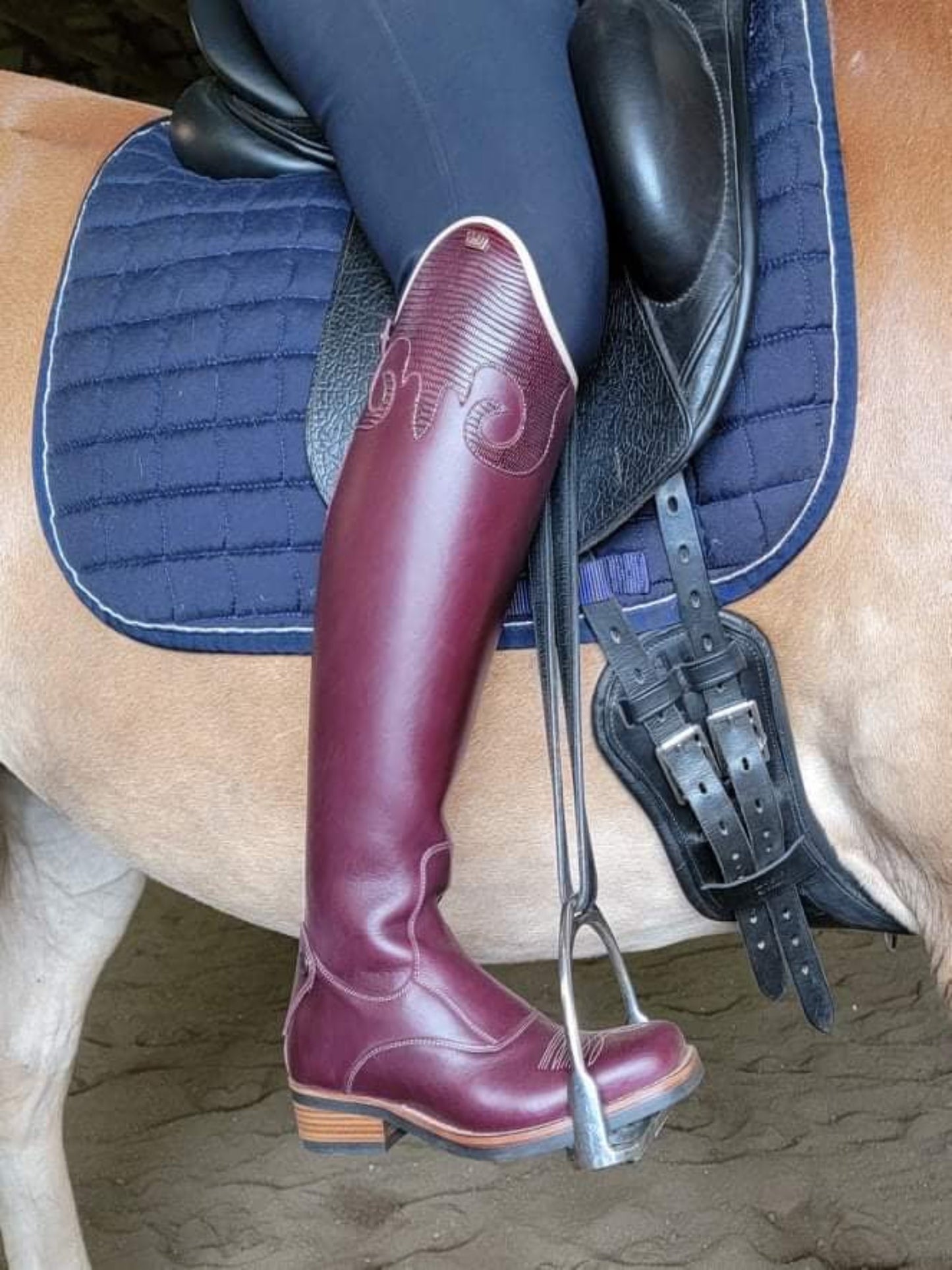 TDR's Jena R (Kingsley Denver)