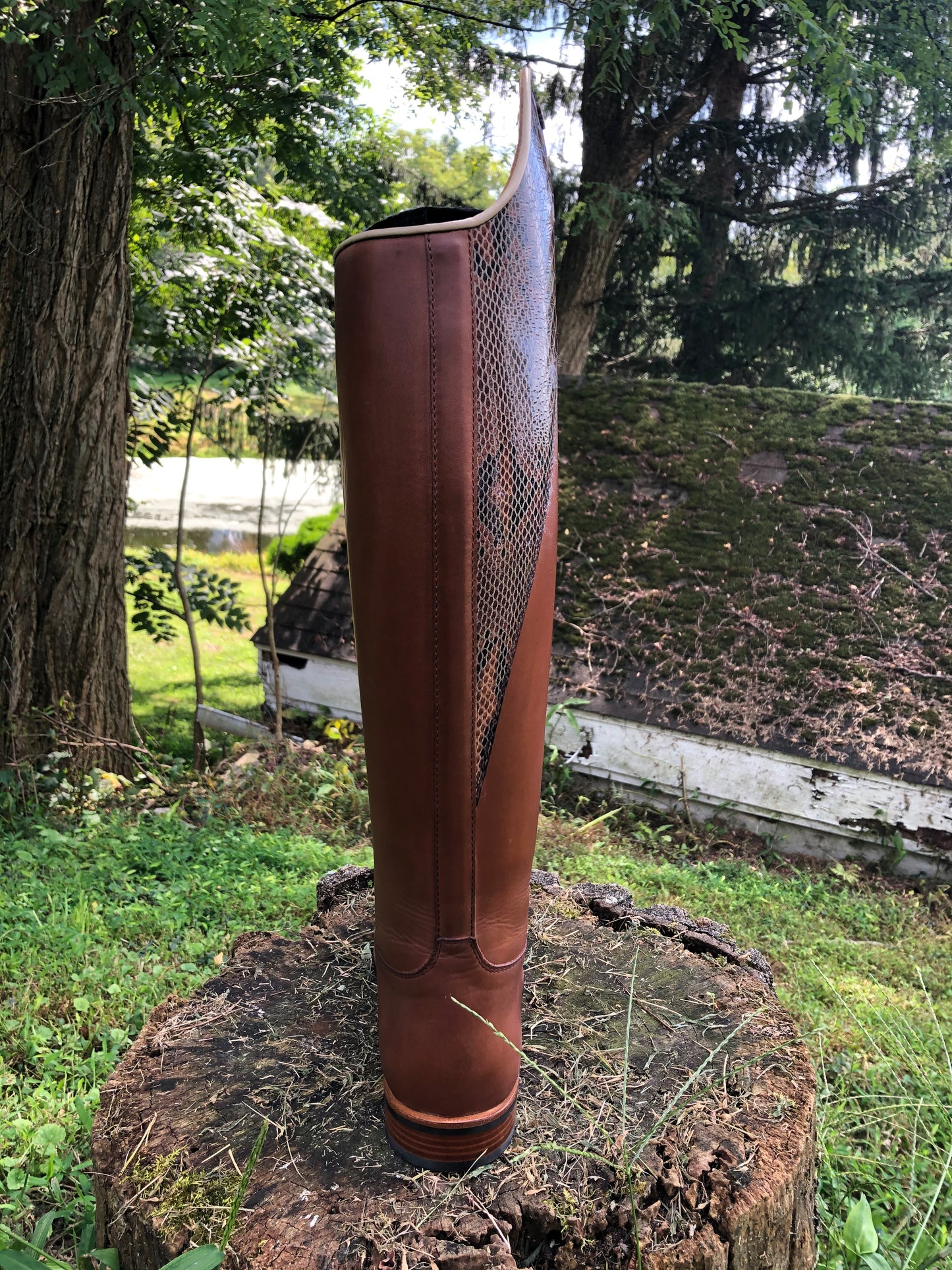 TDR's Diana S (Kingsley Capri)