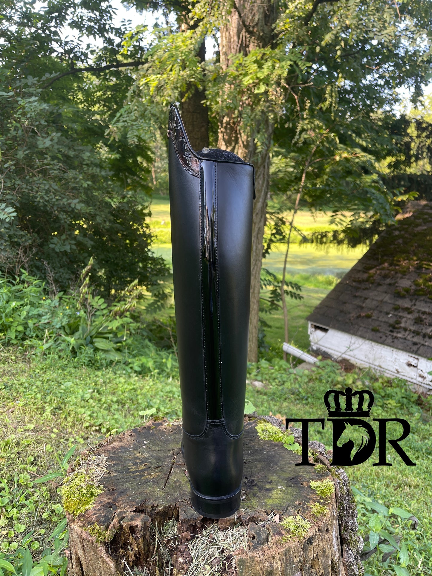 TDR's Olivia B. (Kingsley Capri 01)