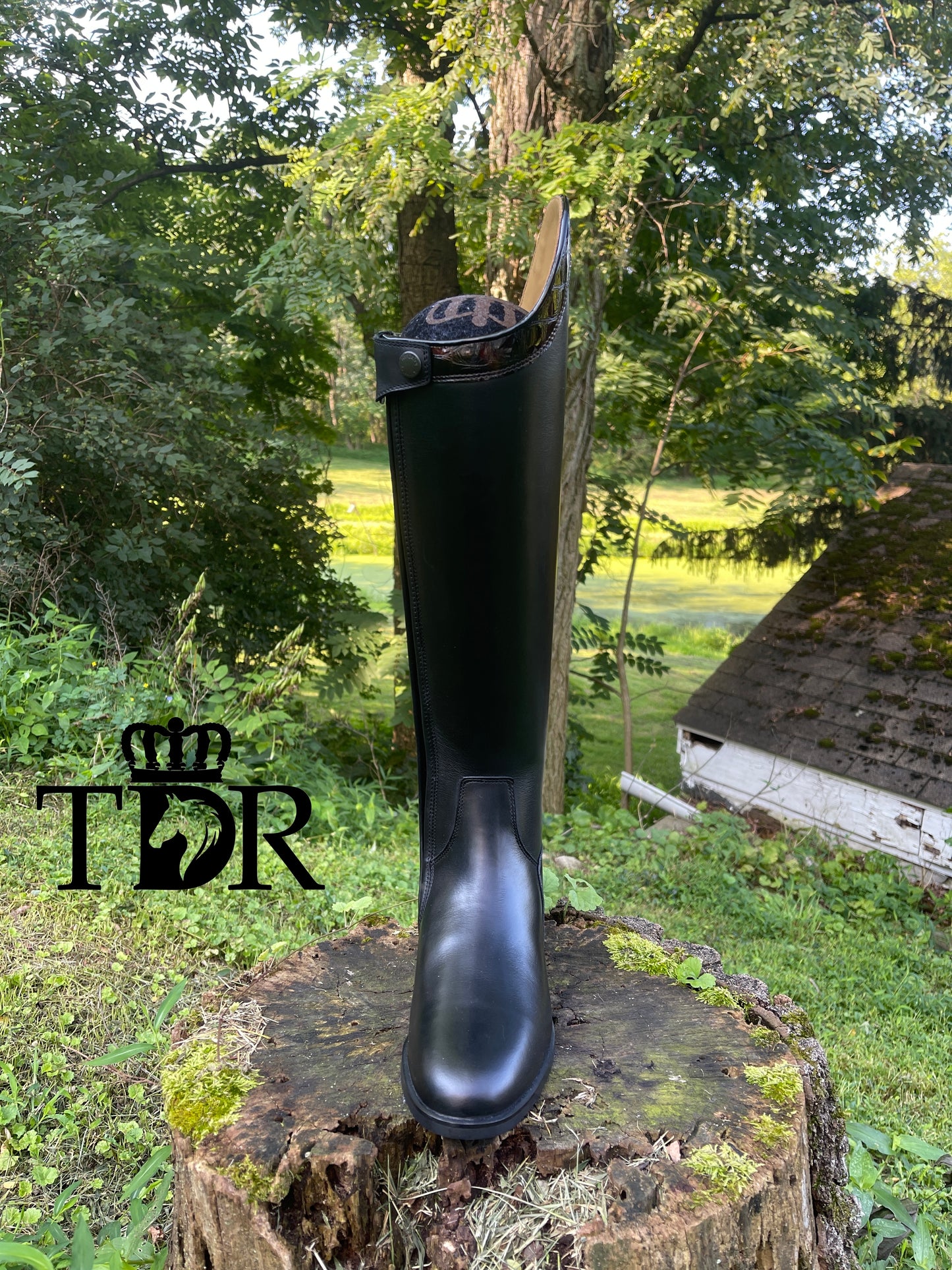 TDR's Olivia B. (Kingsley Capri 01)